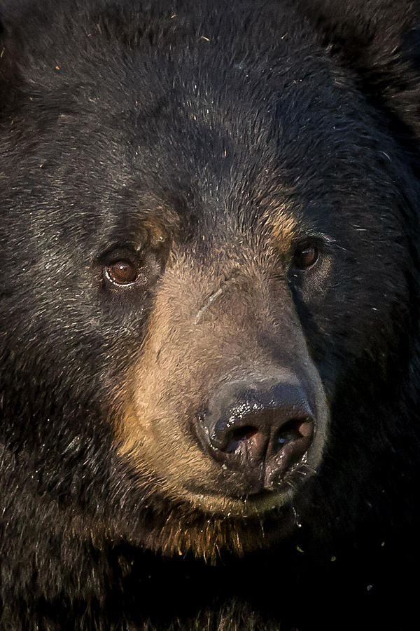 Black Bear   #4 Photograph by Mary Jo Cox