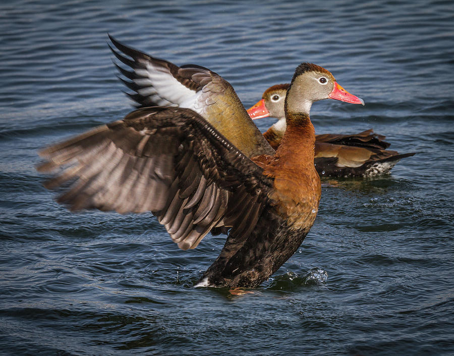 Black-bellied Whistling Duck #4 Photograph by Ronald Lutz