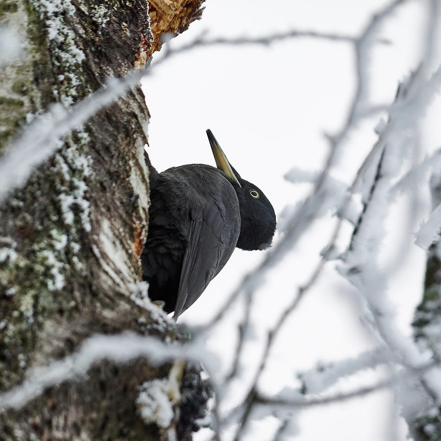 Black woodpecker Photograph by Jouko Lehto