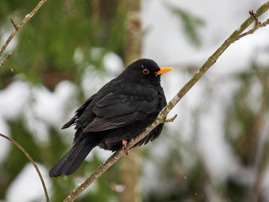 Blackbird #4 Photograph by Jouko Lehto