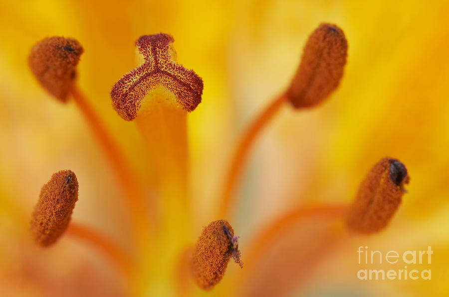 Lily Photograph - Bloom Of Lily #4 by Michal Boubin
