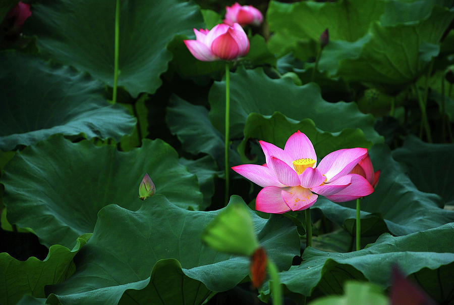 Blossoming lotus flower closeup #4 Photograph by Carl Ning