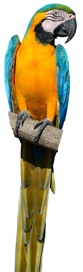 Blue and Gold Macaw #4 Photograph by George Atsametakis