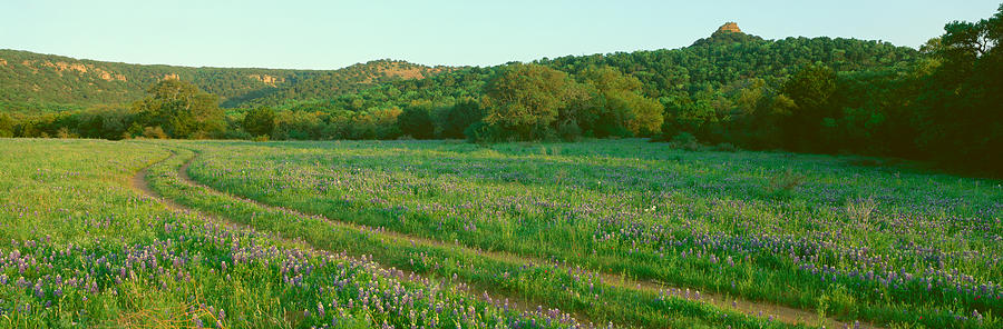 Flower Photograph - Blue Bonnets In Hill Country, Willow #4 by Panoramic Images