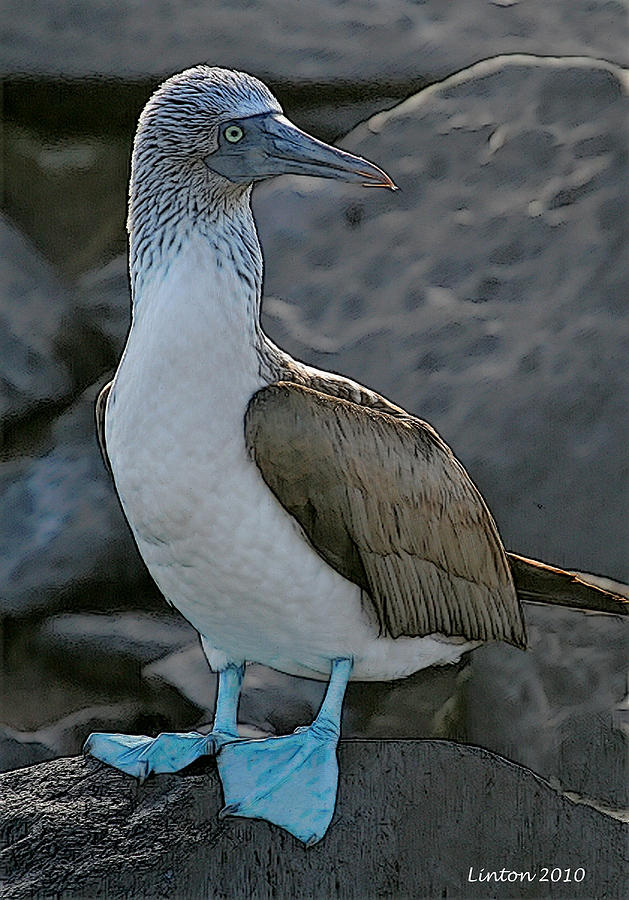 Blue-footed Booby #4 Digital Art by Larry Linton