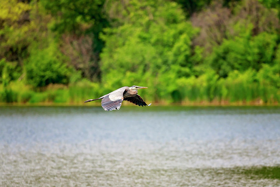 Blue Heron in flight #4 Photograph by Peter Lakomy