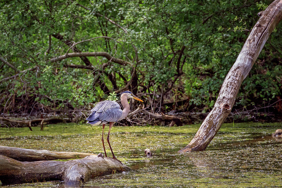 Blue Heron #4 Photograph by Peter Lakomy