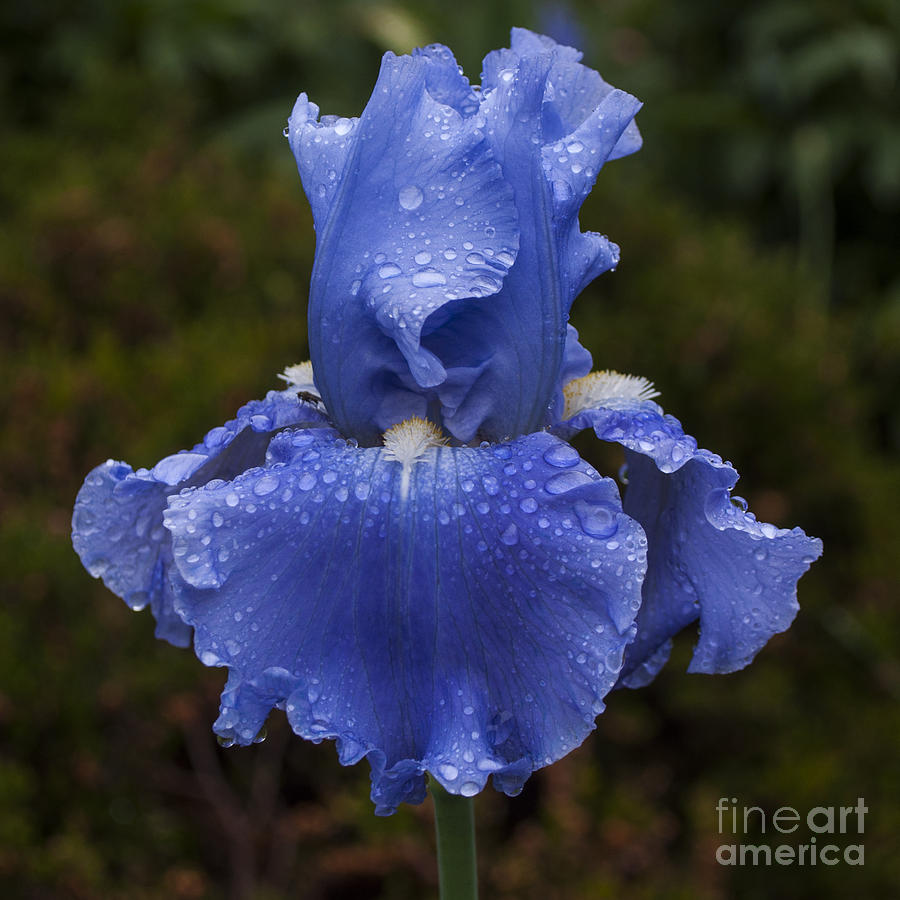 Blue Iris with Water Drops SQ Photograph by Mandy Judson Pixels