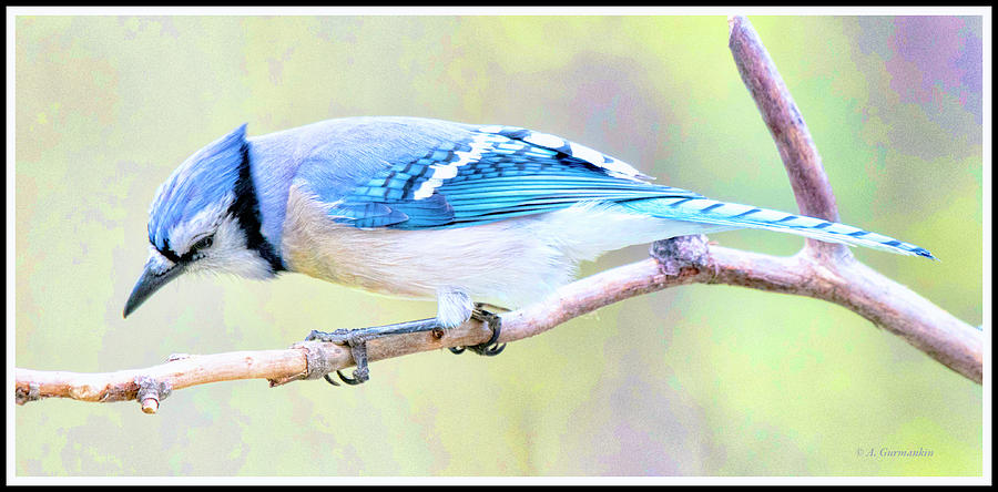Blue Jay #4 Photograph by A Macarthur Gurmankin