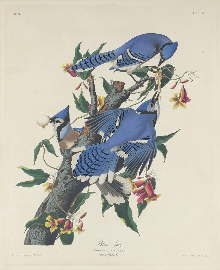 John James Audubon Drawing - Blue Jay #4 by Dreyer Wildlife Print Collections 