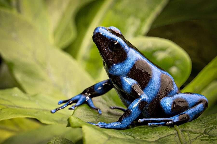 Jungle Photograph - Blue Poison Dart Frog #4 by Dirk Ercken