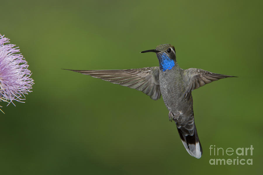 Blue-throated Hummingbird #4 Photograph by Anthony Mercieca