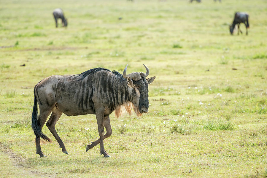 Blue Wildebeest in Tanzania #4 Photograph by Marek Poplawski