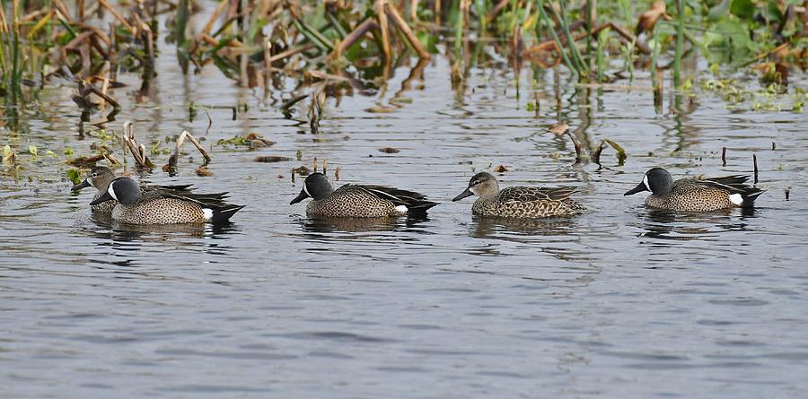 Blue-winged Teal #4 Photograph by David Campione
