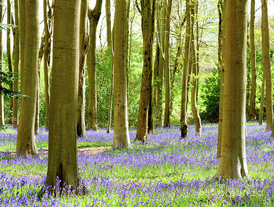Bluebell Woods #4 Photograph by Colin Rayner