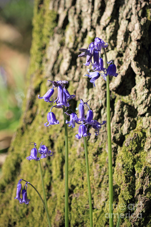 Bluebells at Banstead Wood Surrey UK #4 Photograph by Julia Gavin