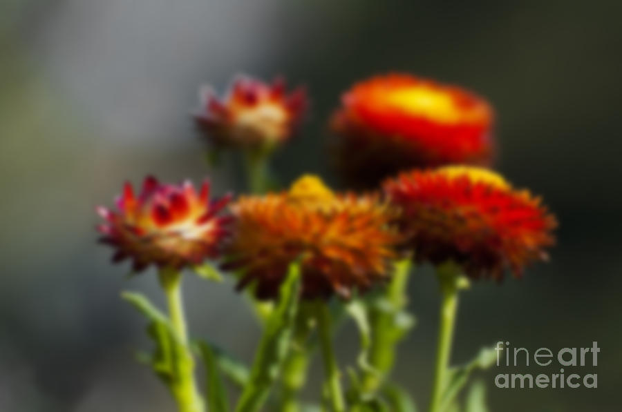 Spring Photograph - Blurred seasonal flower with dark background #4 by Rudra Narayan  Mitra