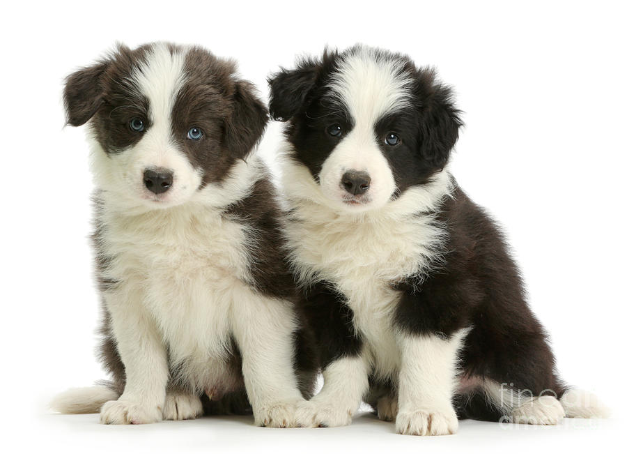 Border Collie Pups #4 Photograph by Mark Taylor