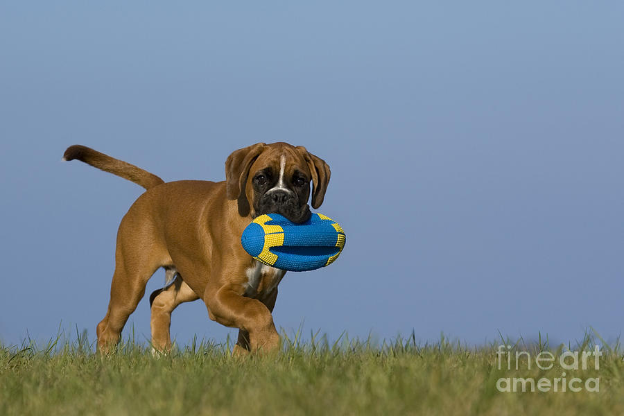 Dog Photograph - Boxer Puppy #4 by Jean-Louis Klein & Marie-Luce Hubert
