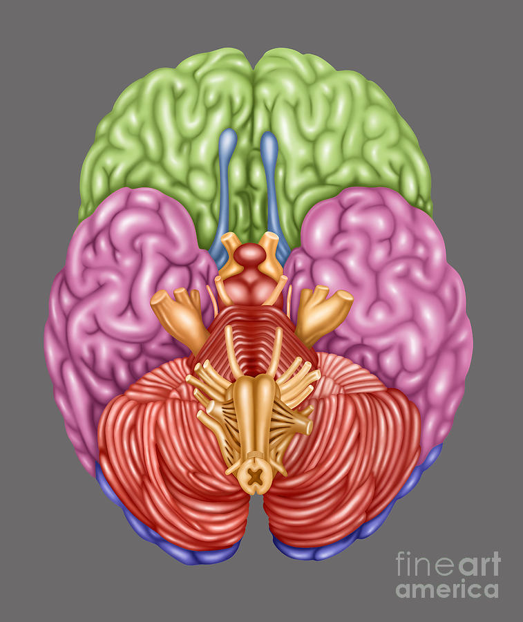 Brain Anatomy Inferior View