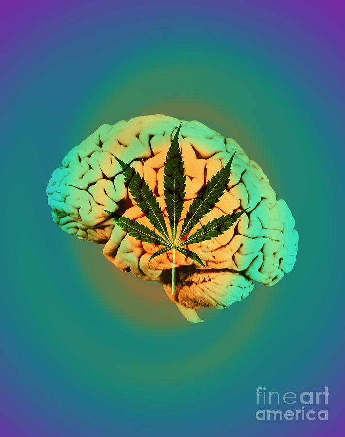 Brain And Marijuana, Illustration #4 Photograph by Mary Martin