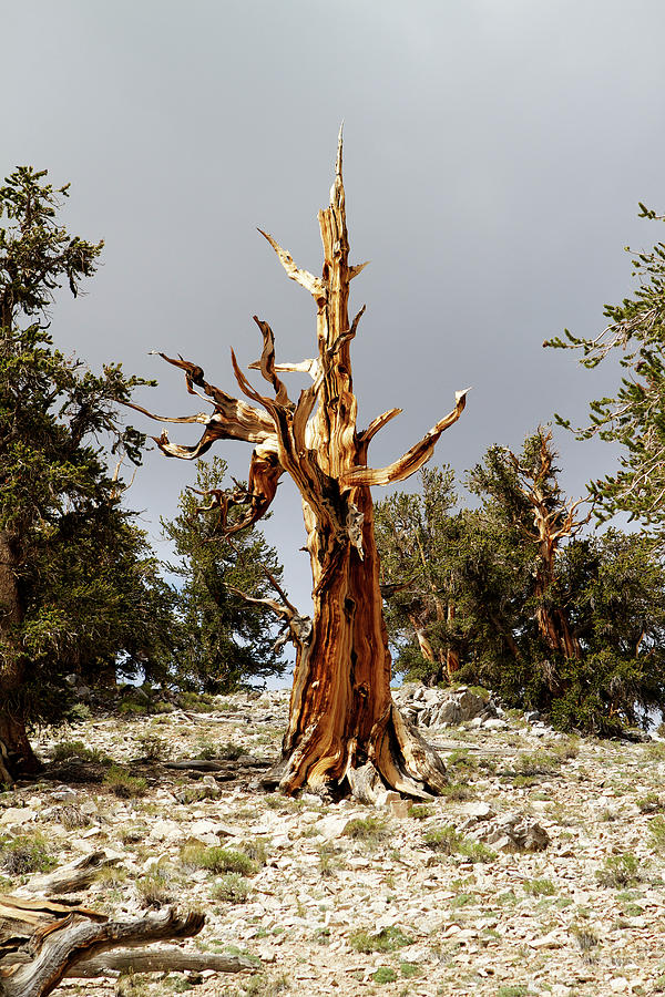 Bristlecone pine tree 1 Photograph by Duncan Selby