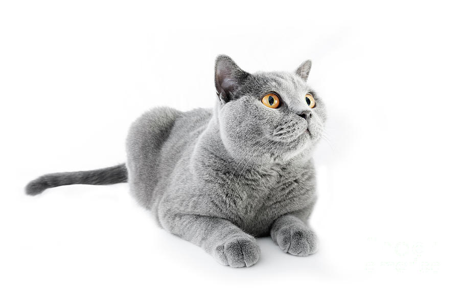 British Shorthair cat isolated on white. Lying Photograph by Michal ...