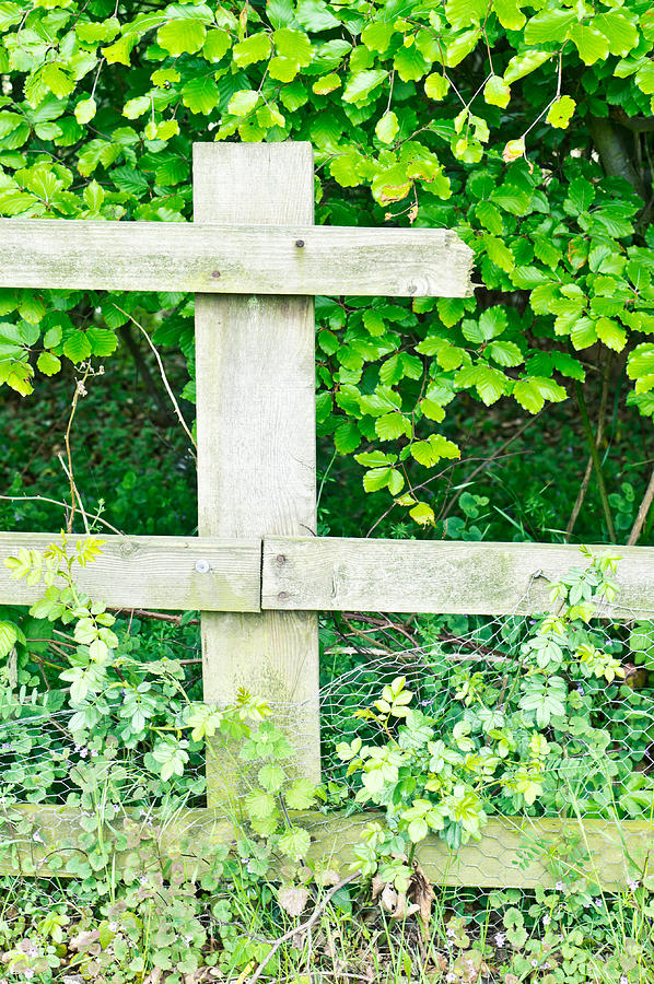 Farm Photograph - Broken fence #4 by Tom Gowanlock