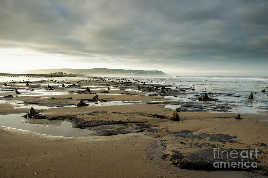 Bronze Age sunken forest at Borth on the West Wales Coast UK Photograph ...