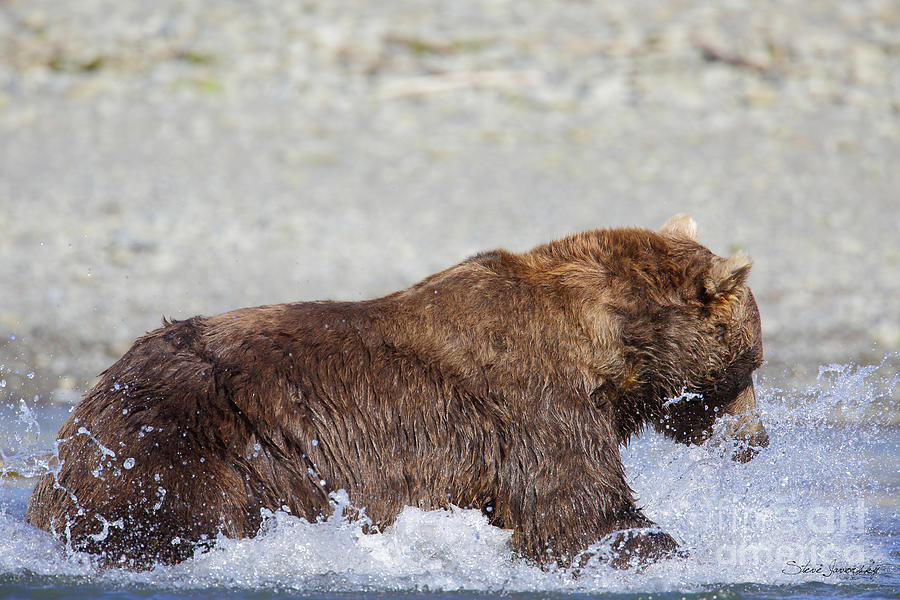 Brown Bear #4 Photograph by Steve Javorsky