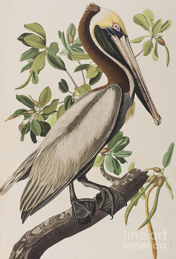 John James Audubon Painting - Brown Pelican  by John James Audubon
