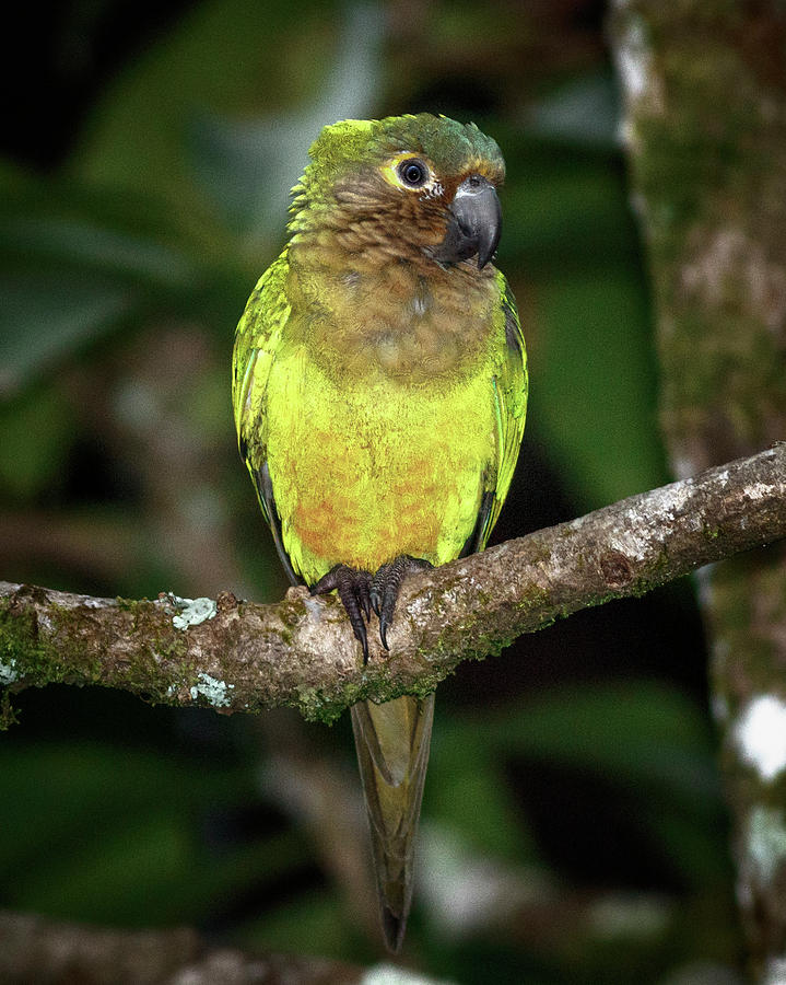 Brown Throated Parakeet La Macarena Colombia #4 Photograph by Adam Rainoff