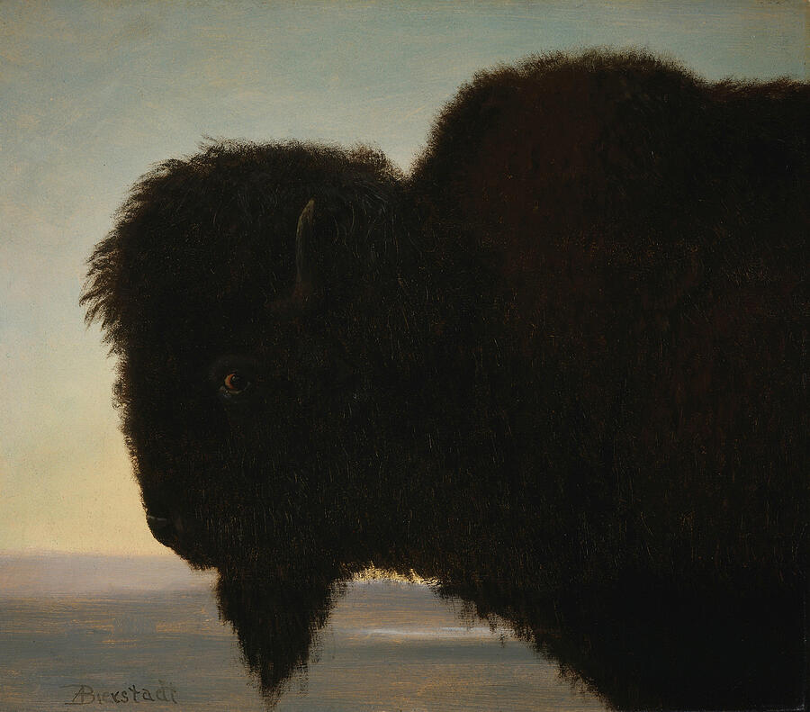 Buffalo Head, from 1879 Painting by Albert Bierstadt