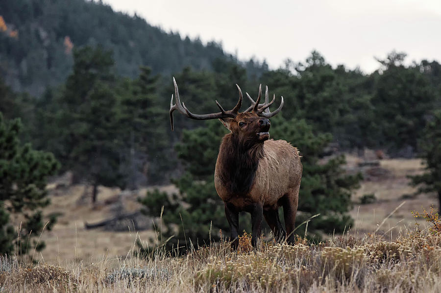 Bull Elk During Rut In Rocky Mountain National Park Photograph by ...