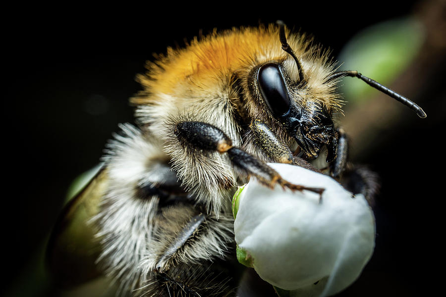 Bumblebee Macro Photo Photograph By Libor Vrska - Pixels