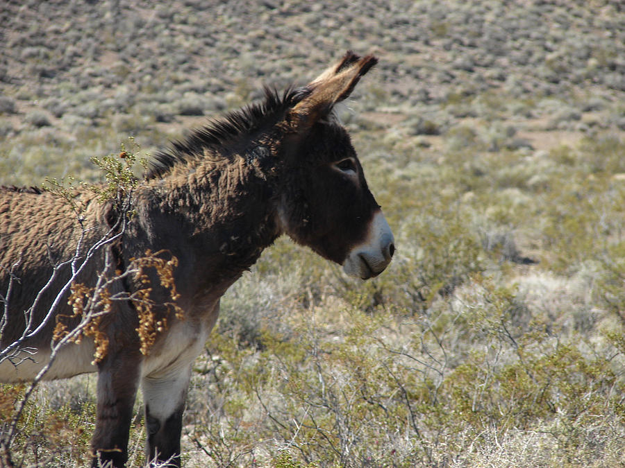 Brown Burro Profile Photograph by Carl Moore