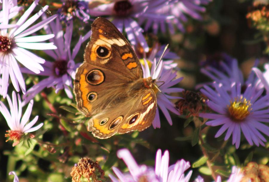 Nature Photograph - Butterfly Beauty #4 by Valia Bradshaw