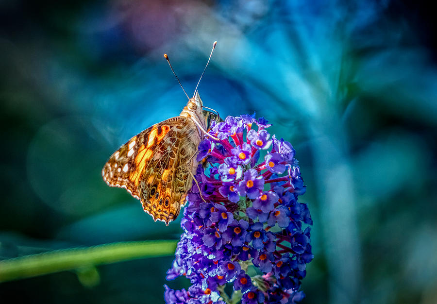 Butterfly on the flower #4 Photograph by Lilia S