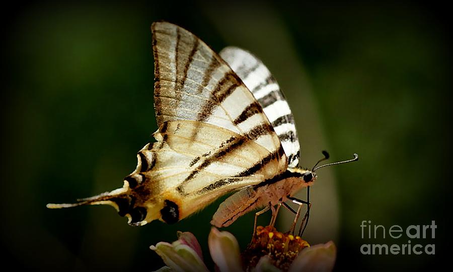 Butterfly #4 Photograph by Sylvie Leandre