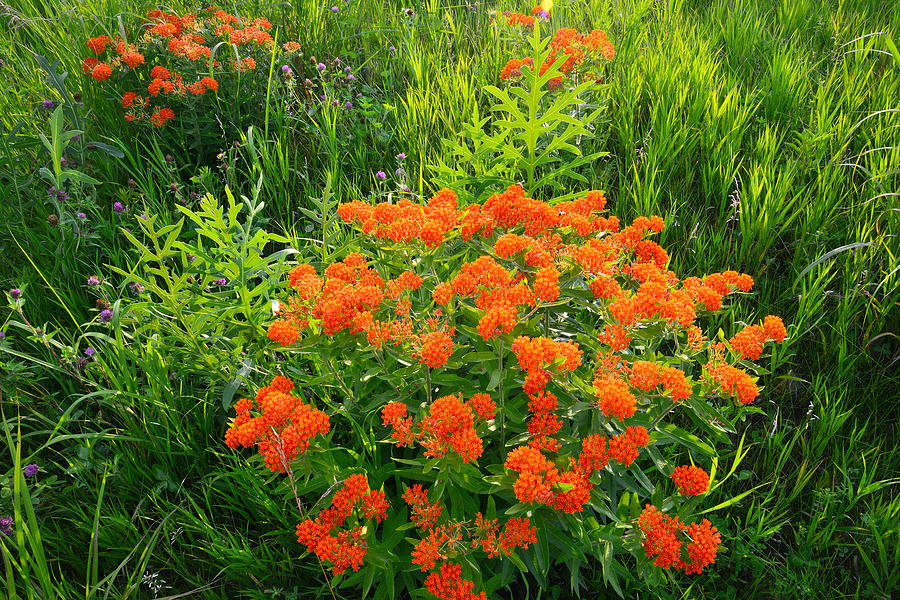 Butterfly Weed #4 Photograph by Ray Mathis