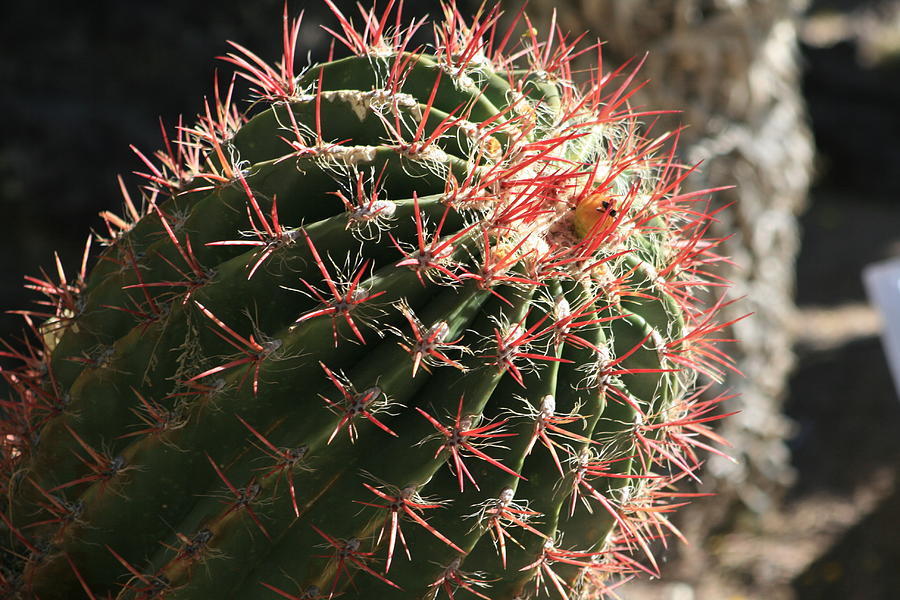 Cactus #4 Photograph by Douglas Miller