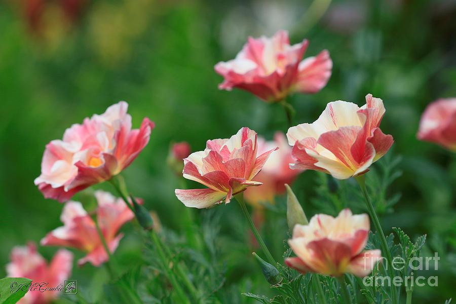 California Poppy named Rosa Romantica #2 Photograph by J McCombie