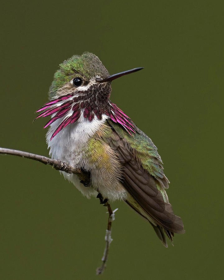 Birds Photograph - Calliope Hummingbird by Doug Herr Birds Photograph - Calliope Hummingbird by Doug Herr