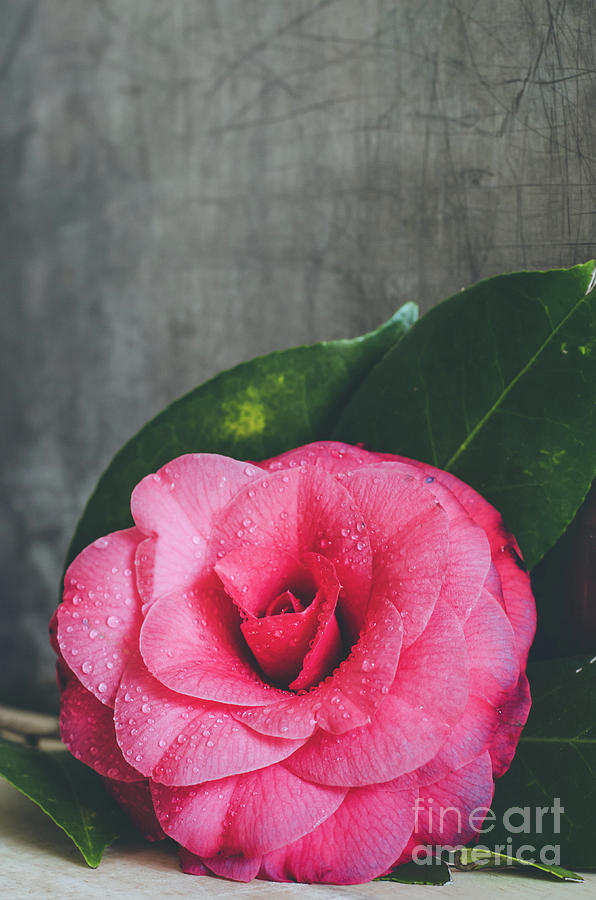 Camellia #4 Photograph by Andrea Anderegg