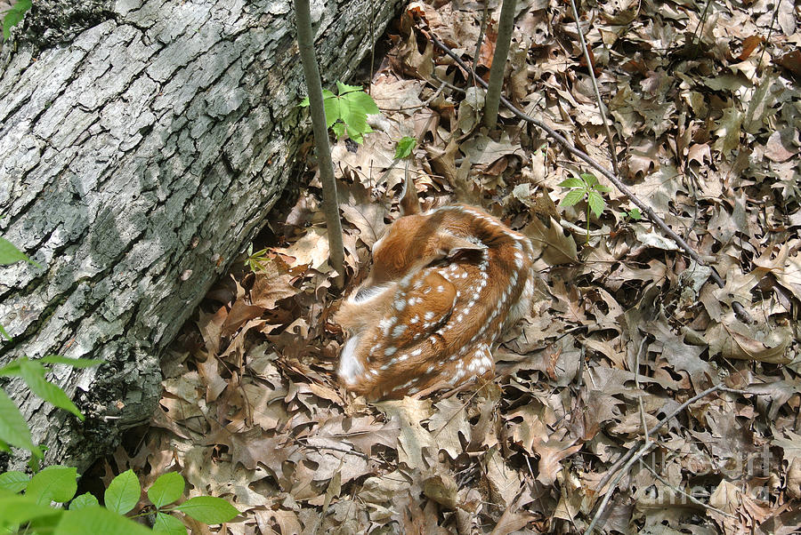Camouflaged Fawn #4 Photograph by Ted Kinsman