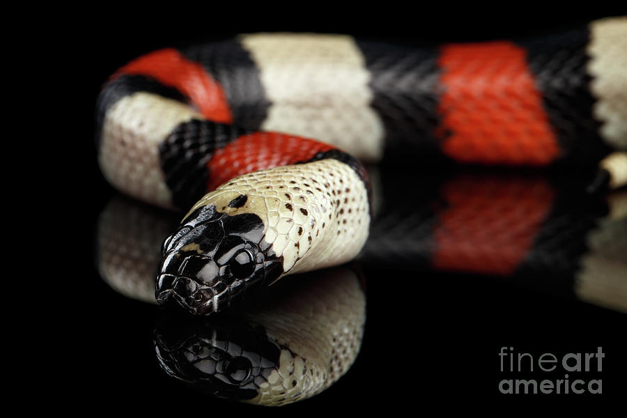 Snake Photograph - Campbells milk snake, Lampropeltis triangulum campbelli, isolated on black background by Sergey Taran