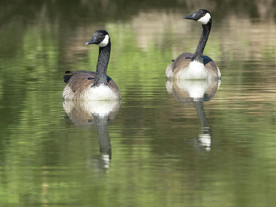 Canada Geese #4 Photograph by Tam Ryan