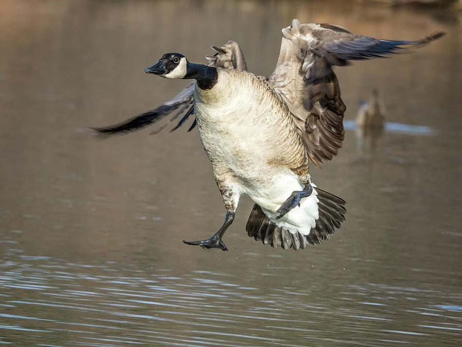 Canada Goose Photograph by Tam Ryan