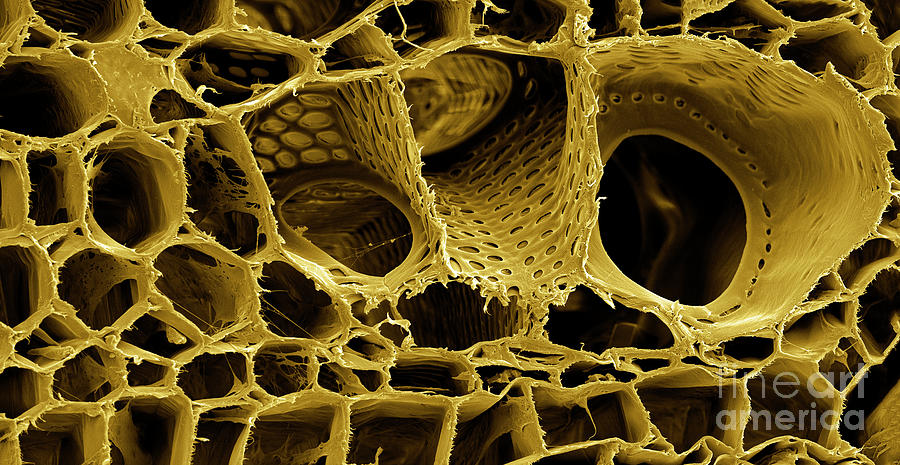 Cannabis Root, SEM #4 Photograph by Ted Kinsman