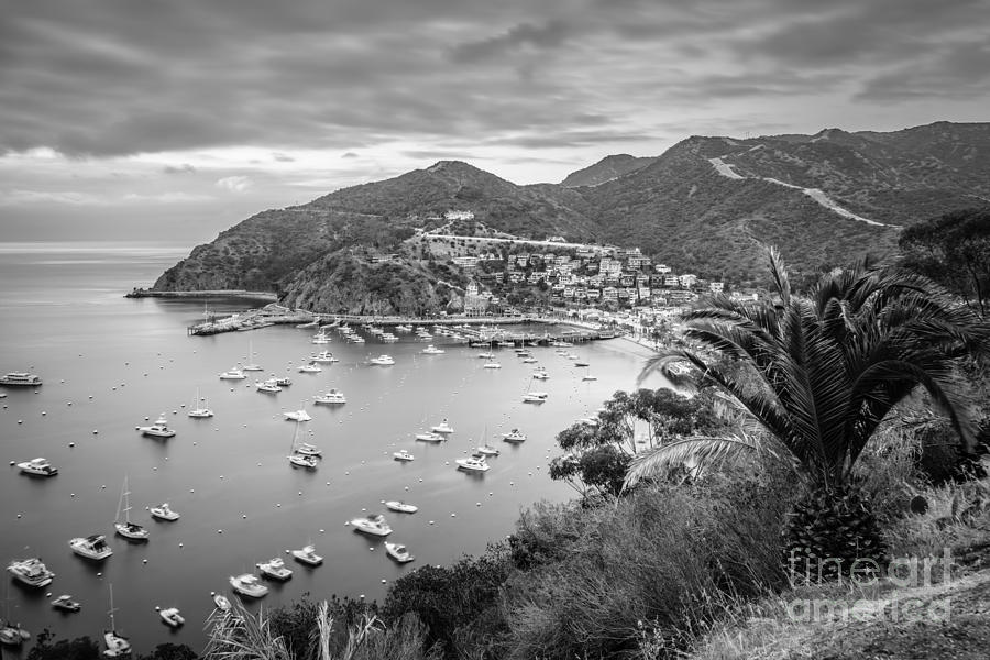 Catalina Island Avalon Bay Black And White Picture Photograph